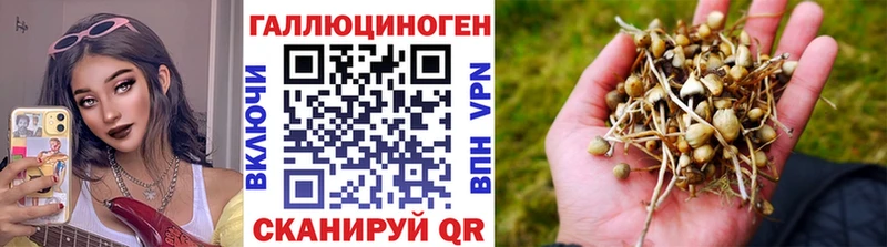 закладки  Коммунар  Галлюциногенные грибы Cubensis 